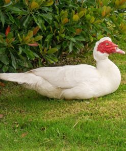 White Muscovy Duck